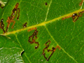 Etainia heringella leaf mines